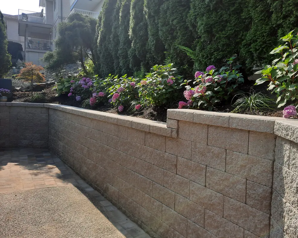 The same corner with a capped grey block retaining wall and a hydrangea bed under the cedar hedge.