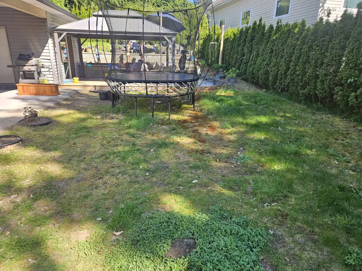 Mission backyard before the resod: thin, patchy grass with weeds and bare spots around a trampoline by a cedar hedge