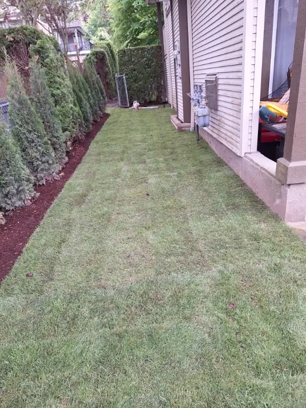 Same Chilliwack side yard after: smooth new sod between the house and a cedar hedge, with fresh bark mulch by the hedge