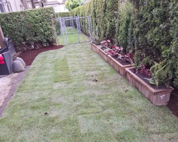 New premium sod in a Chilliwack side yard leading to a chain-link gate, with wooden planter boxes and fresh bark mulch