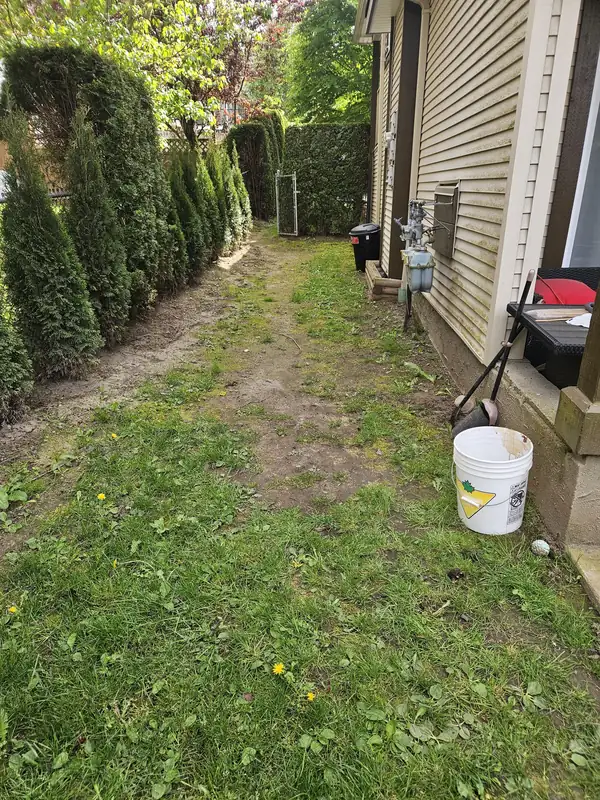 Chilliwack side yard before: uneven, patchy ground with bare dirt and weeds between a cedar hedge and the house