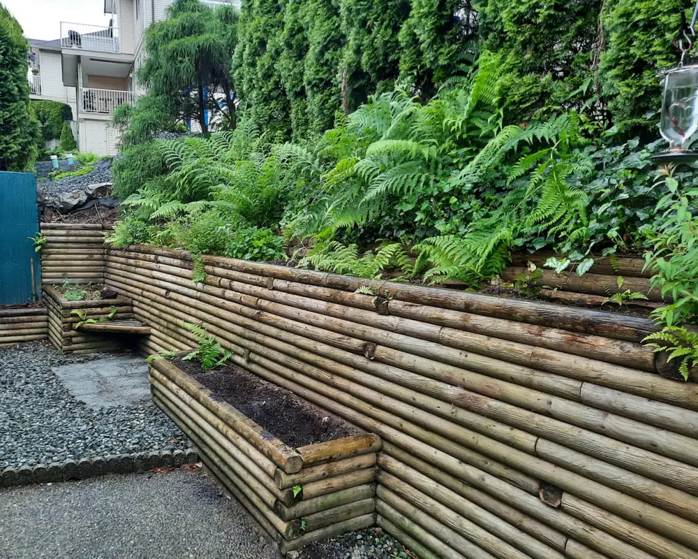 Old round-timber retaining walls and a timber planter box, with gravel and ferns below the cedar hedge.